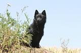 SCHIPPERKE 107